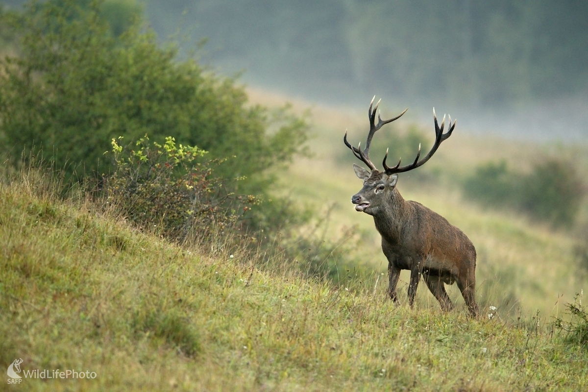 Korunáč  (František Hromada)