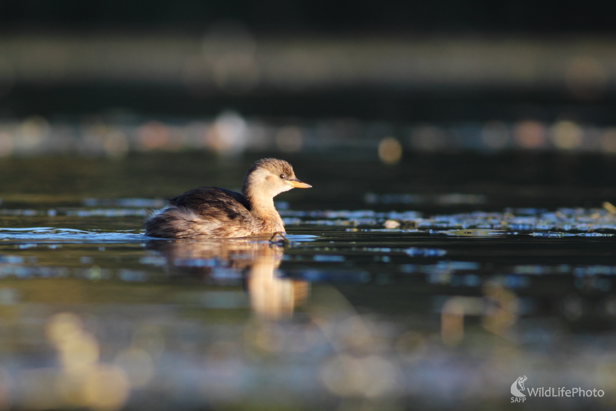 Osamelá (Jaroslav Šubjak)