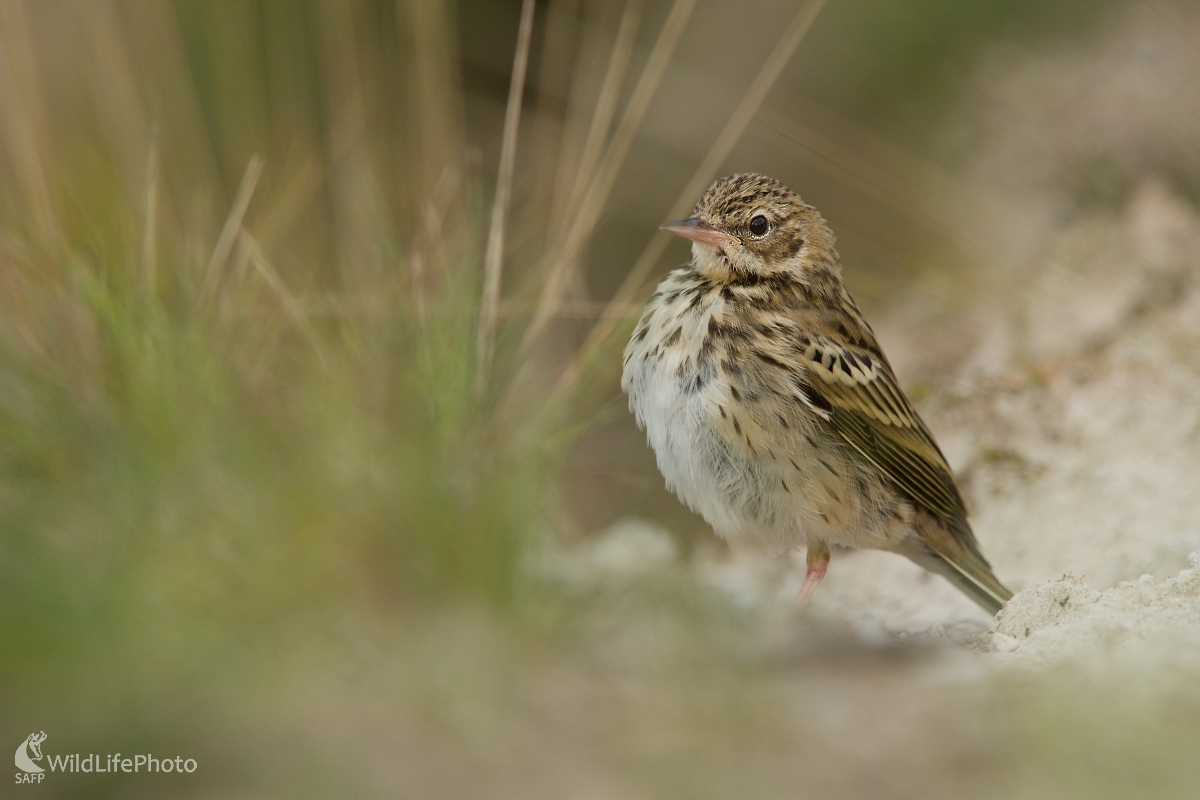 Medzi steblami (František Hromada)