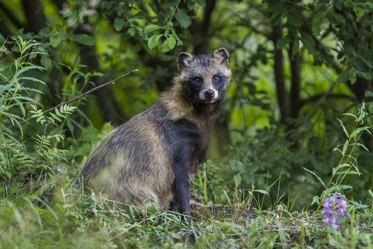 Pohľad psíka (Lukáš Andreides)