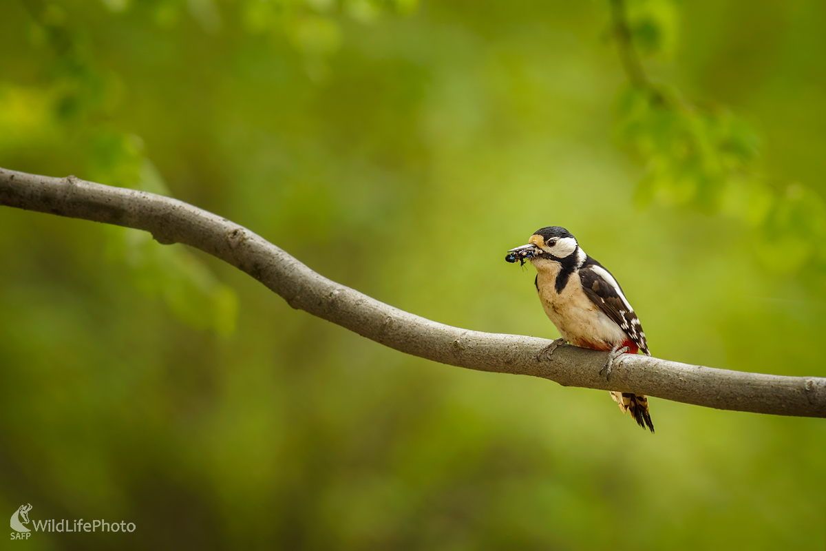S plným zobákom... (Miroslav Ondruš)