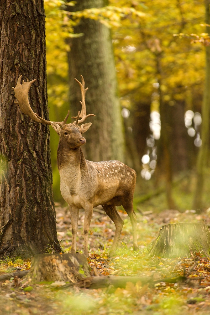 ... v jesennom lese ... (Dušan Majerník)