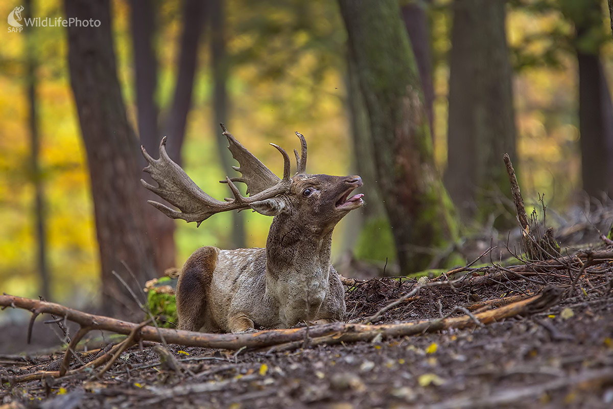 Na rujovisku (Ivan Godál)