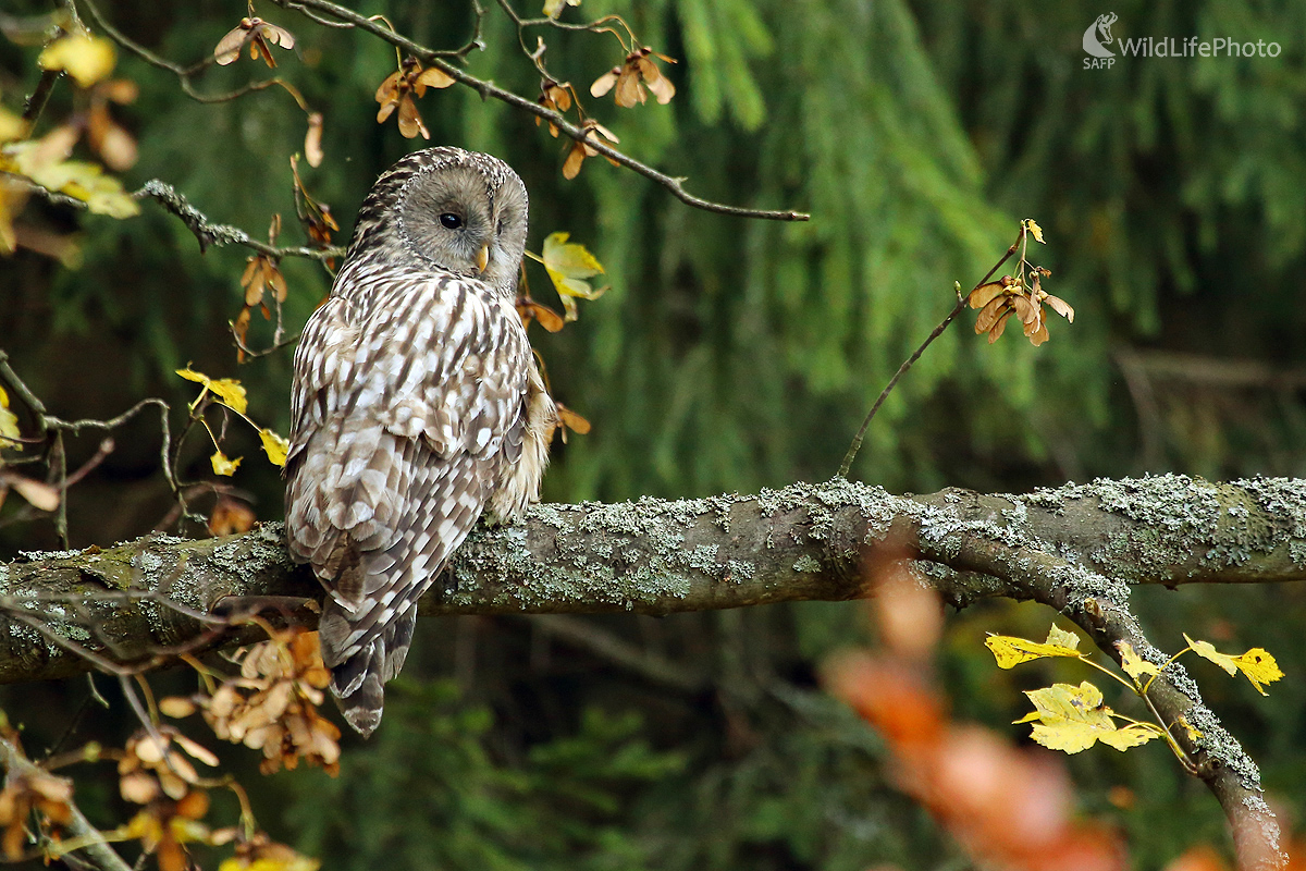 v jesennom šate (Pavol Bukovan)