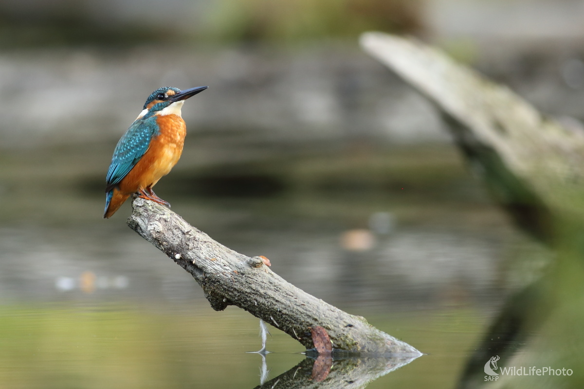 Zamyslený (Jaroslav Šubjak)