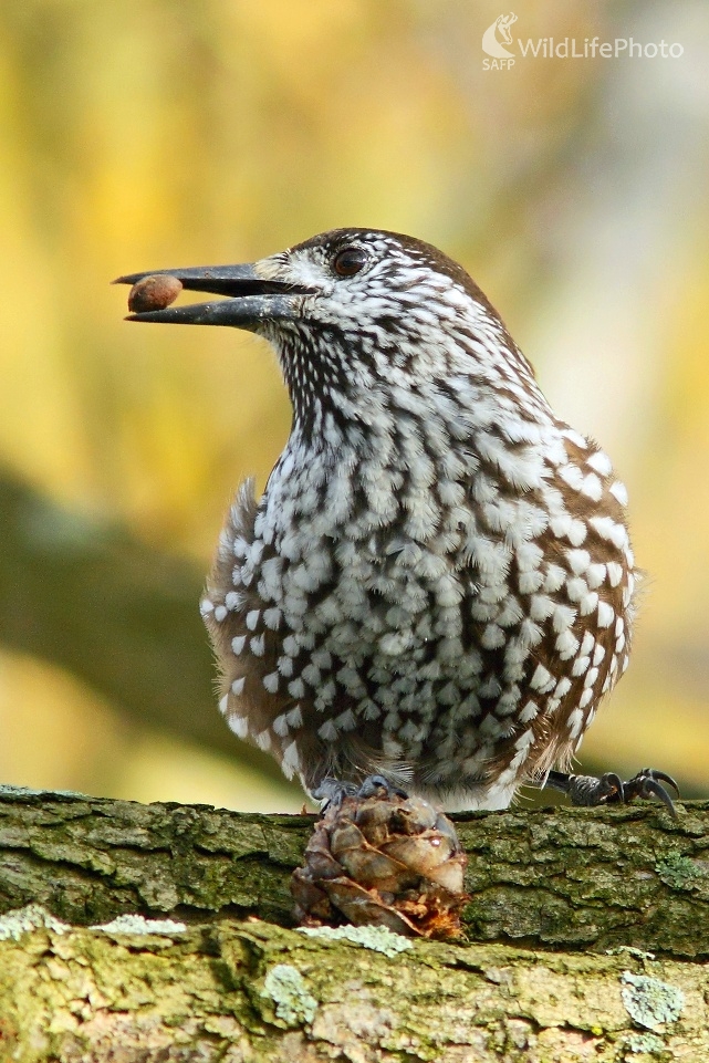 Orešnica (Vladimír Michalec)