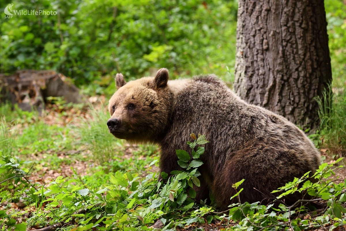 V podvečer (Vladimír Vician)