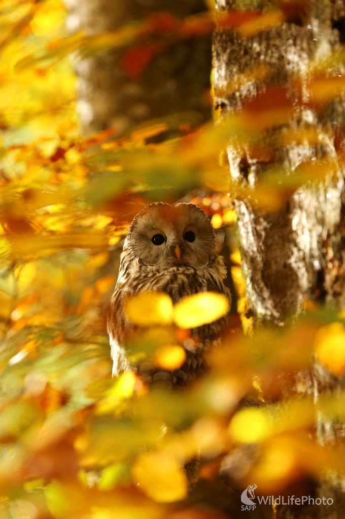 Neviditeľná  (Pavol Bukovan)