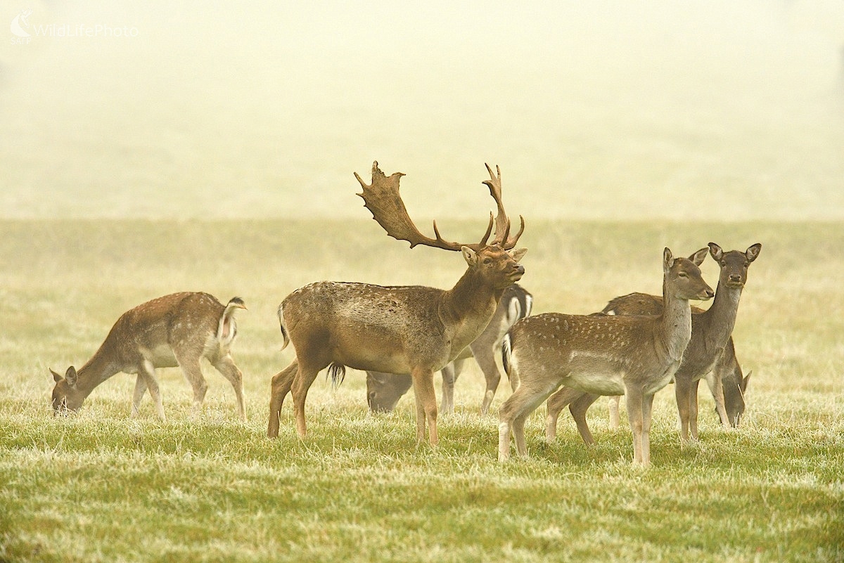 Prvé mrazíky... (Vladimír Sabo)