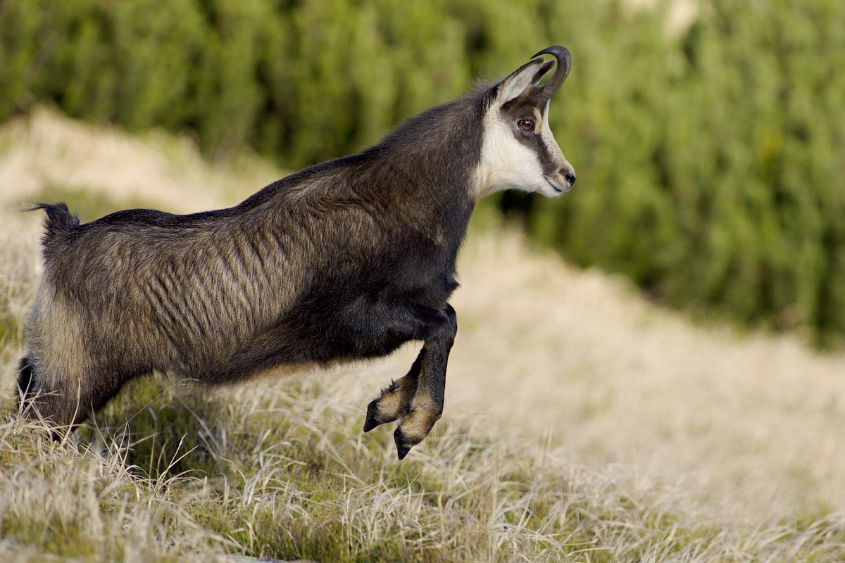 ... výskok ... (Dušan Majerník)