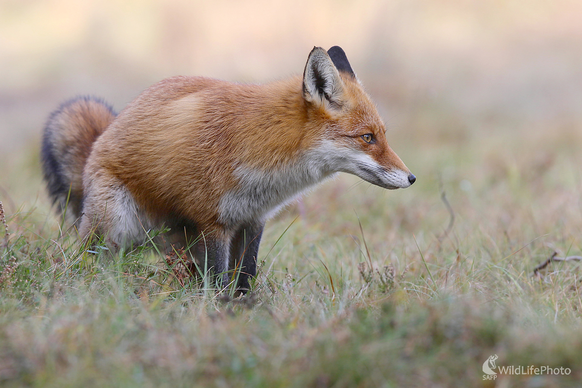 Líška hrdzavá (Dominik Kalata)