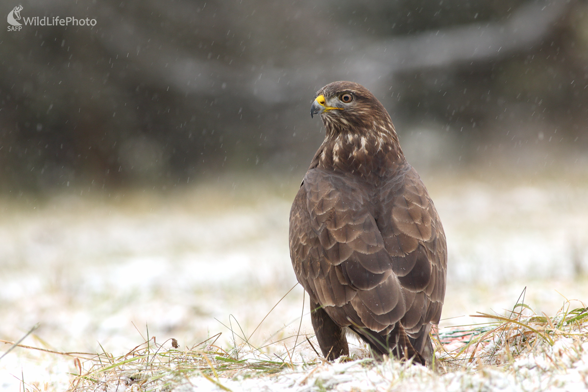 Myšiak lesný (Buteo buteo) (Michal Stoklasa)