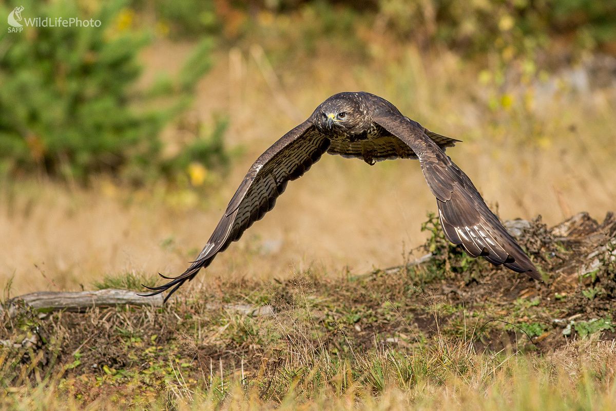 Let (Ladislav Dzivjak)