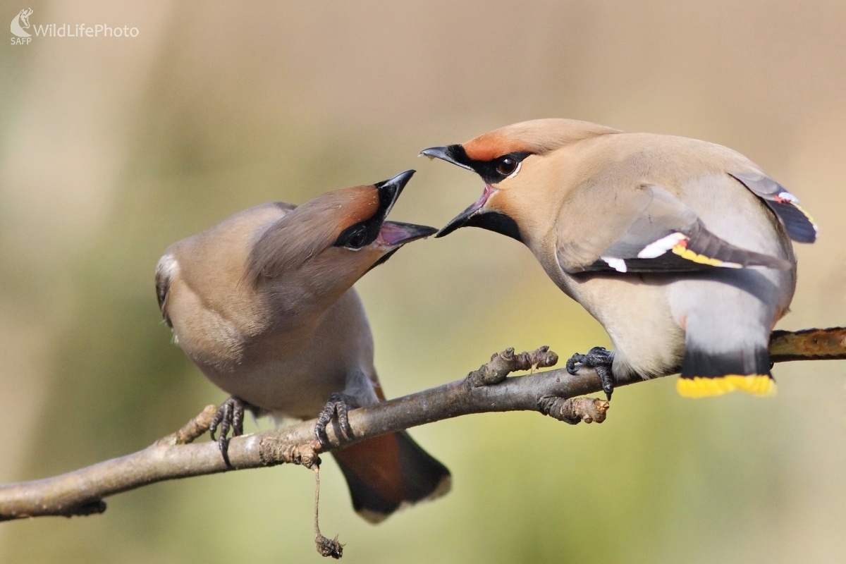 Zvada chochláčov (Vladimír Michalec)