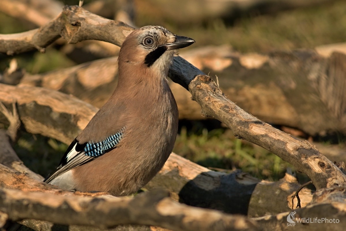 Sojka (Maroš Detko)