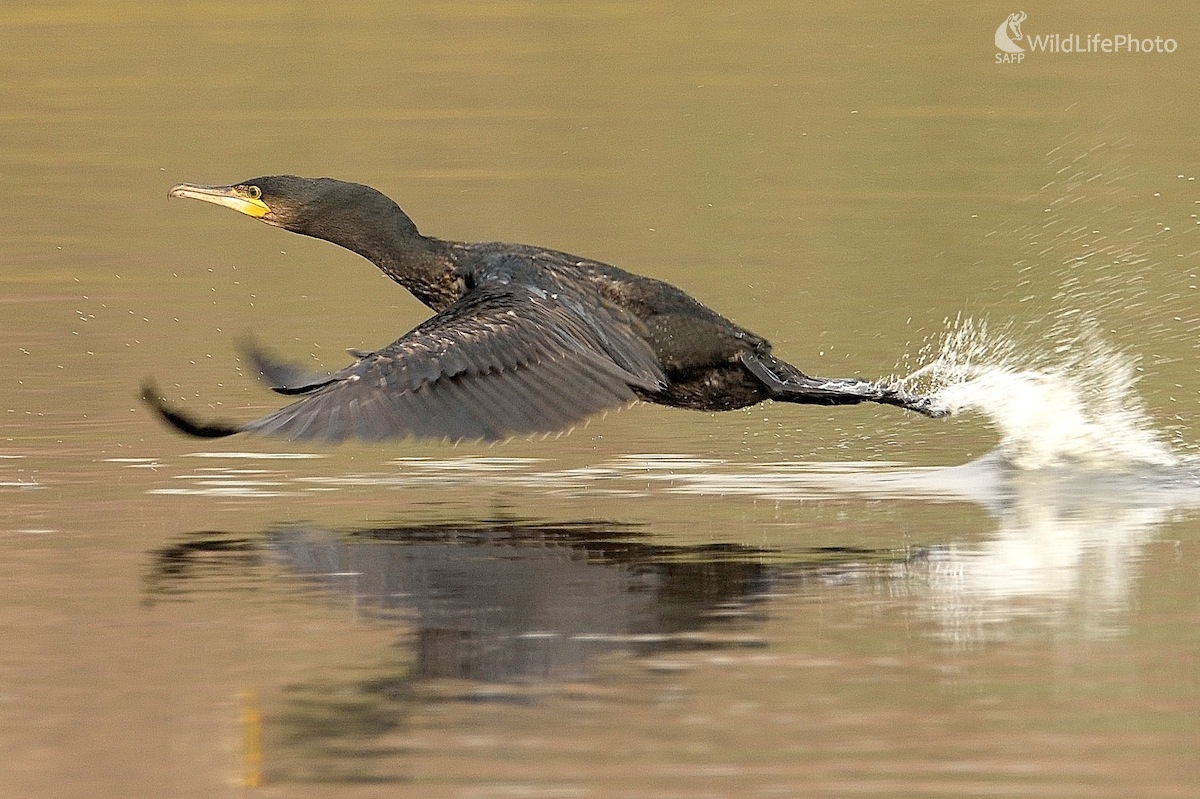 Vzlet... (Vladimír Sabo)