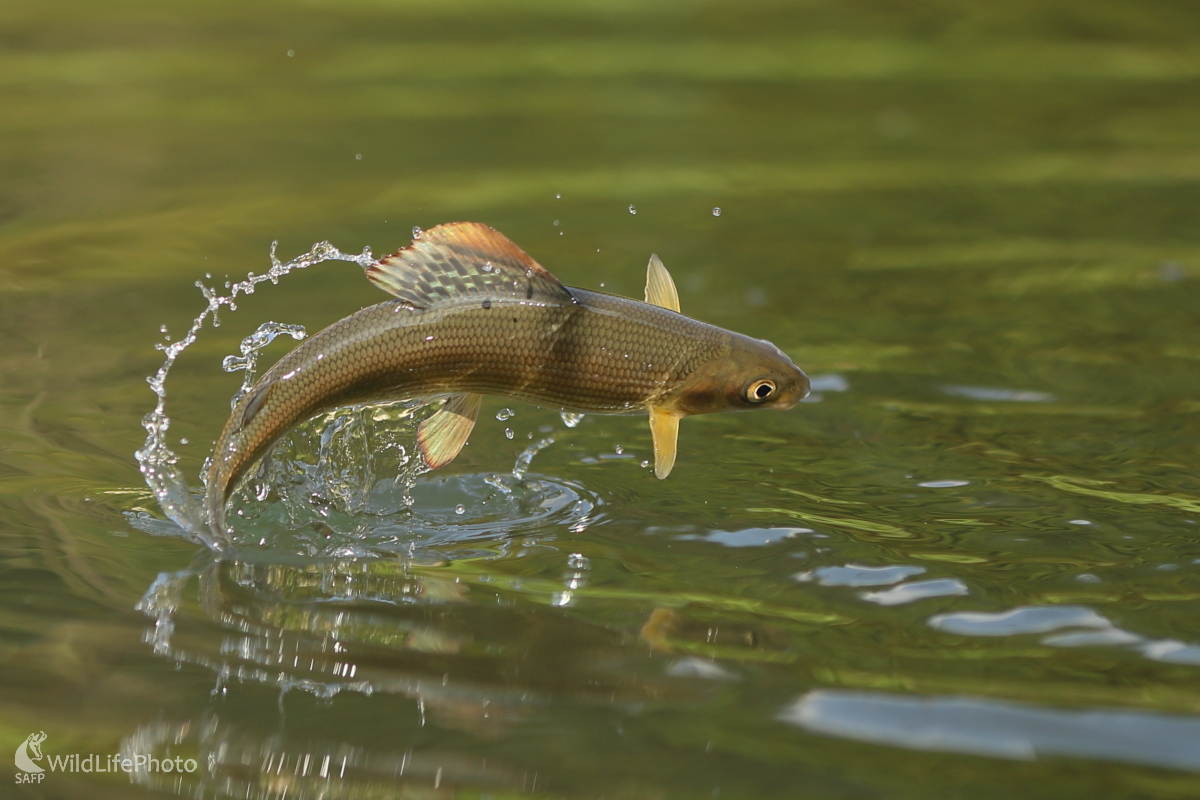 Skok lipňa (Jaroslav Šubjak)