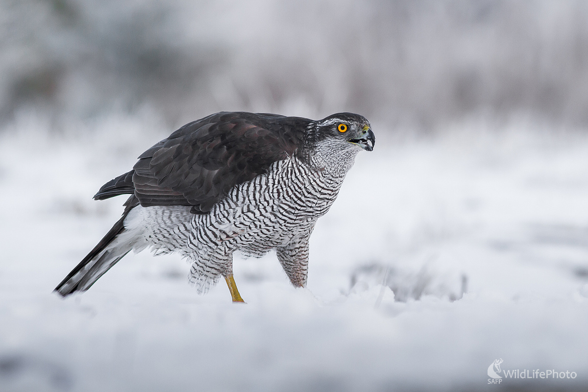 Jastrab veľký (Ladislav Dzivjak)