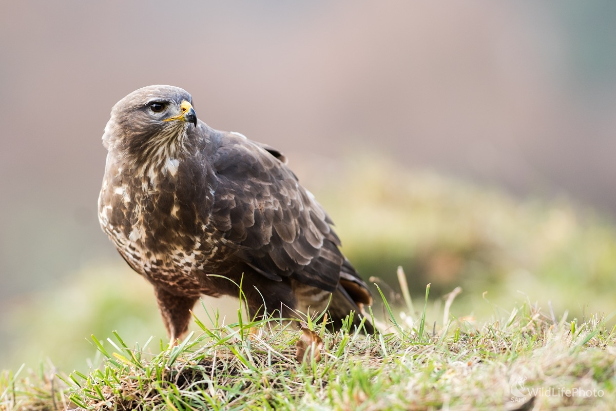 Myšiak (Ľubomír Ondráško)