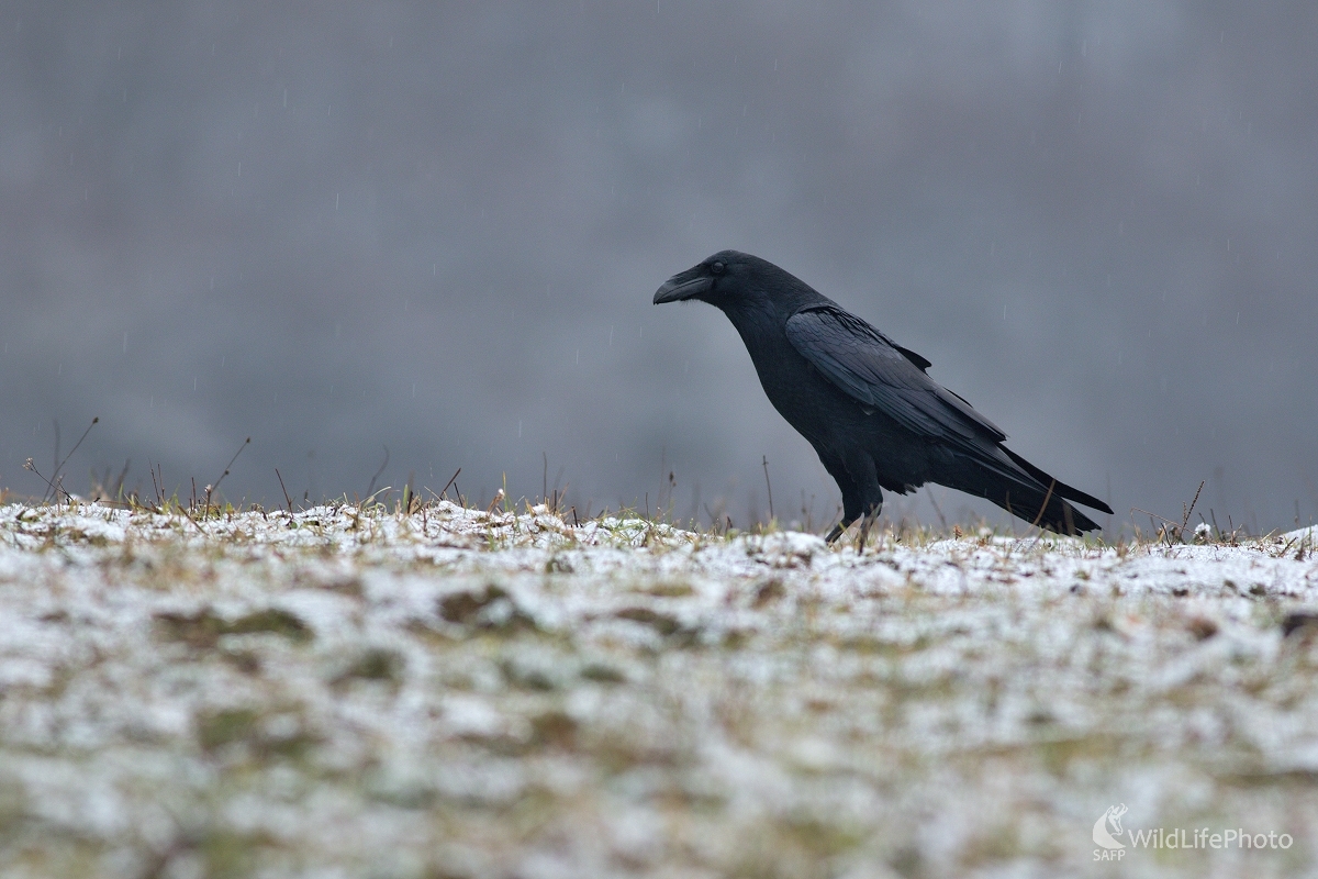 Začína zima (Maroš Detko)
