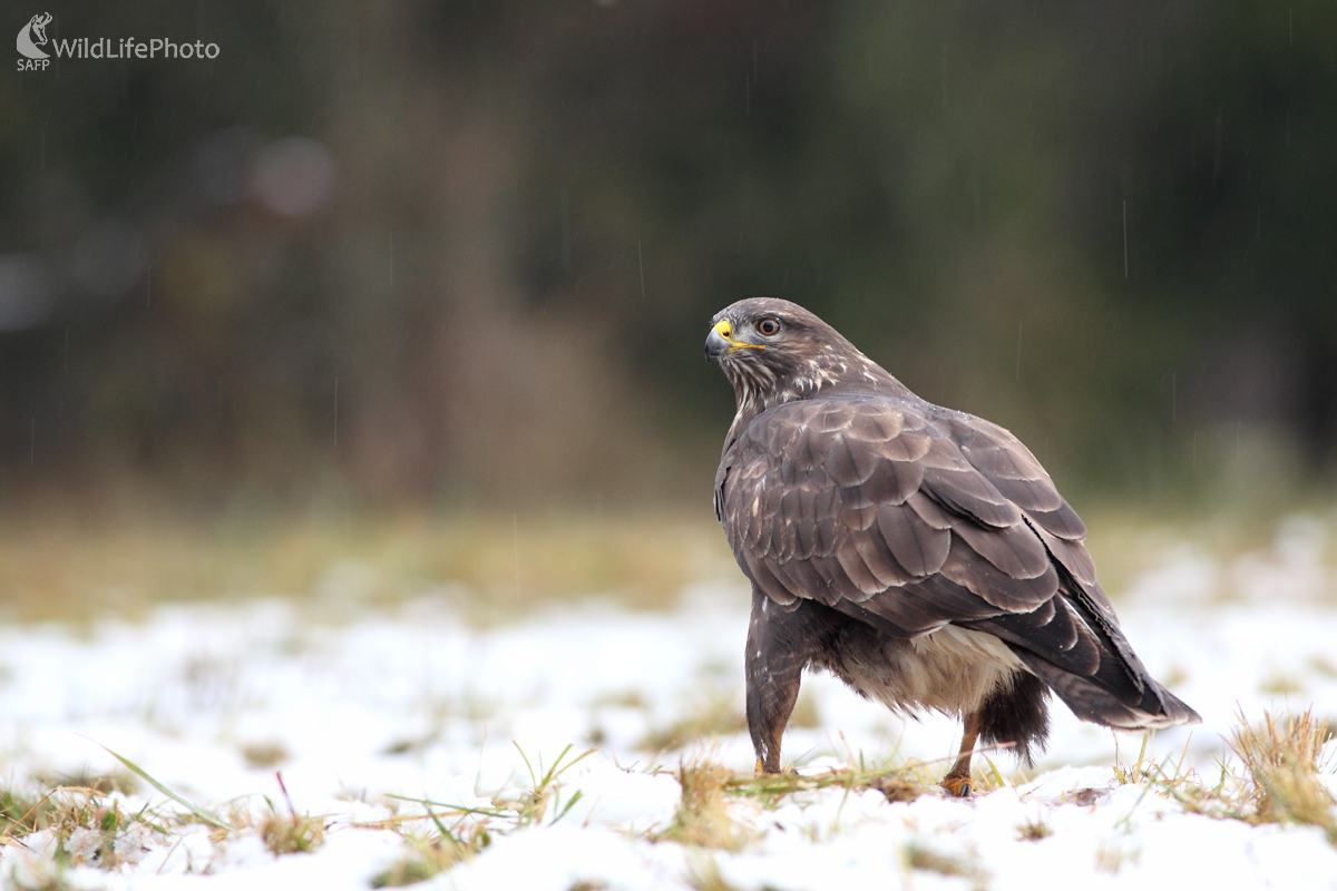 A znova prší... (Michal Stoklasa)