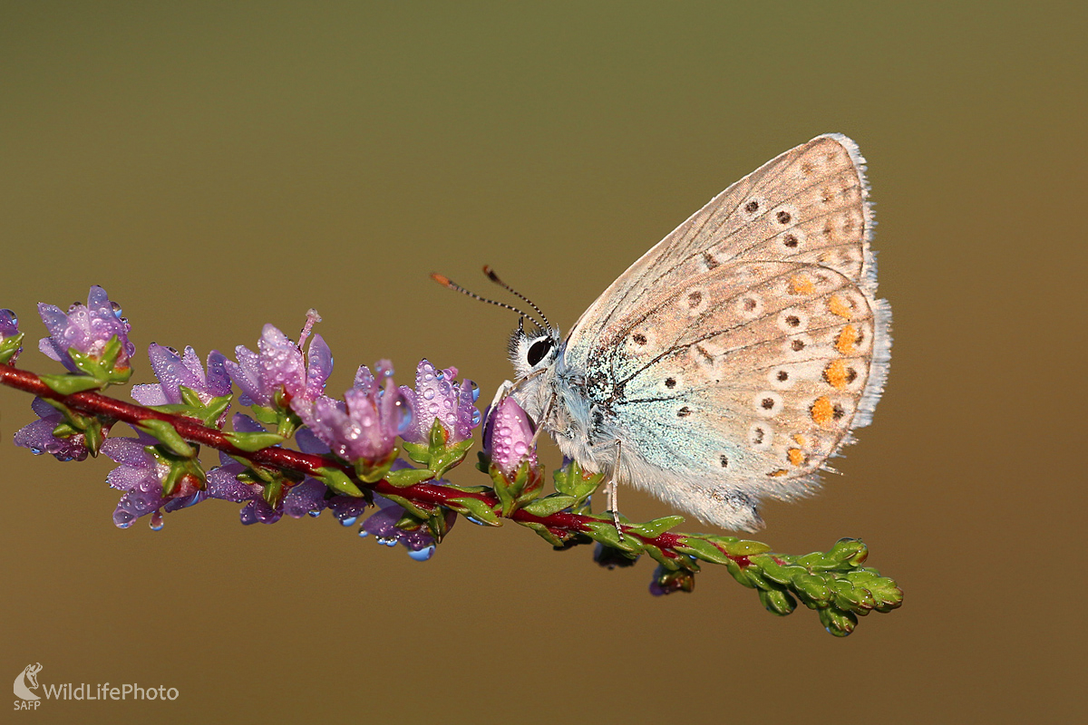 Modráčik obyčajný (Dominik Kalata)