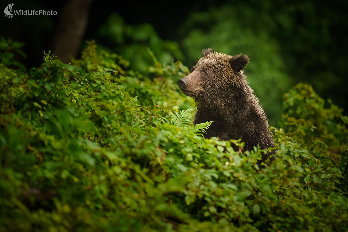 Kuk... (Miroslav Ondruš)