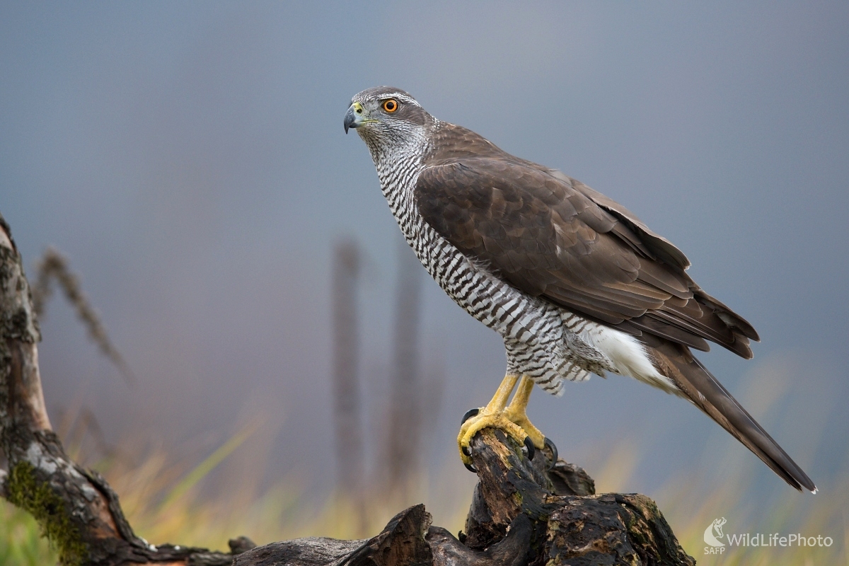 Pruhovaný predátor (František Hromada)