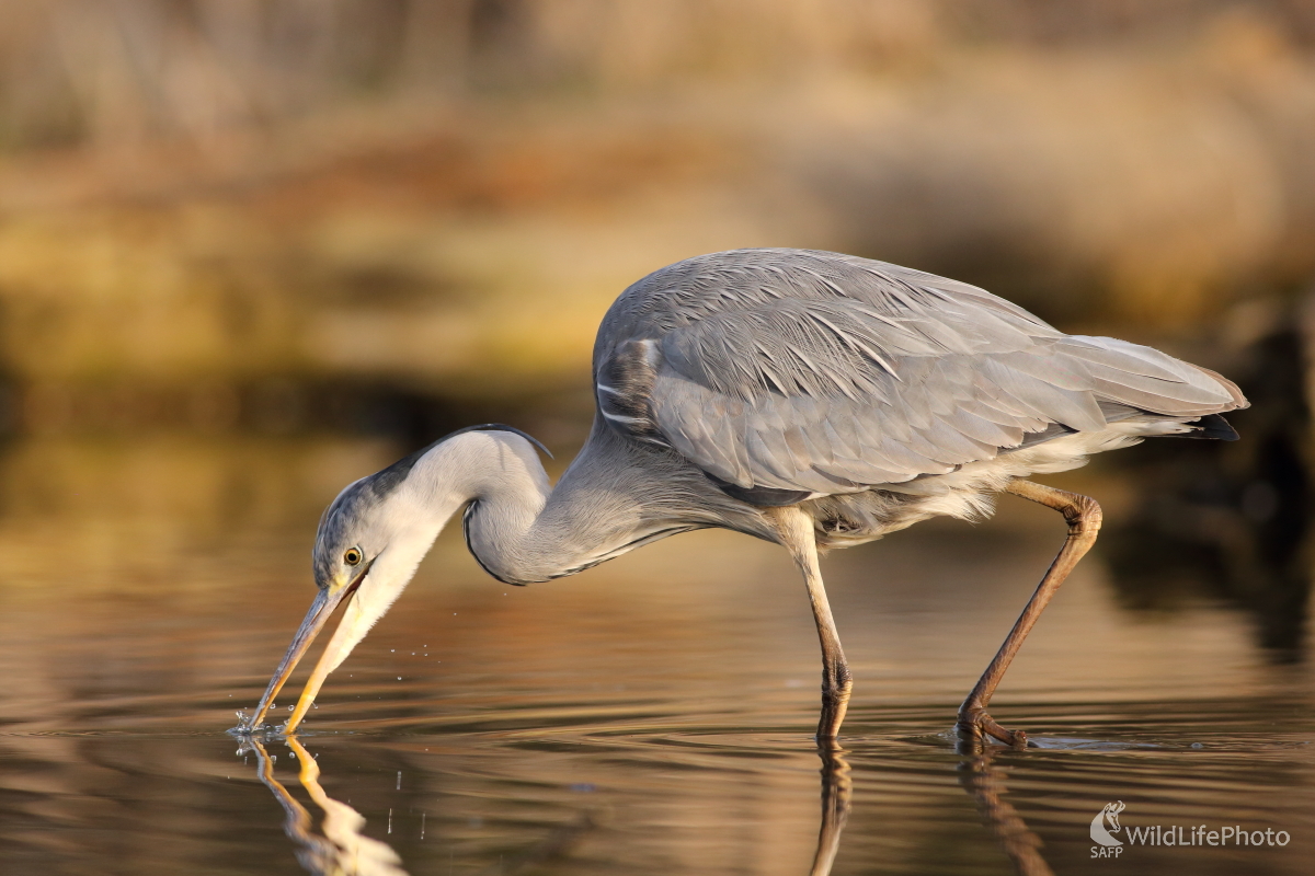 Na úsvite (Jaroslav Šubjak)