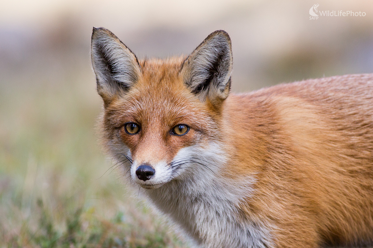 Portrétik (Ladislav Dzivjak)