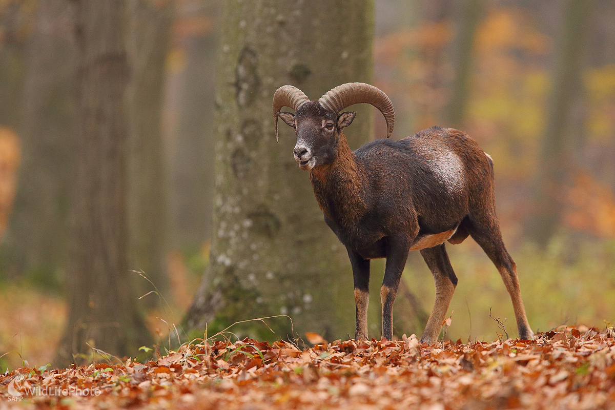 Mufko ... (Marián Jamrich)