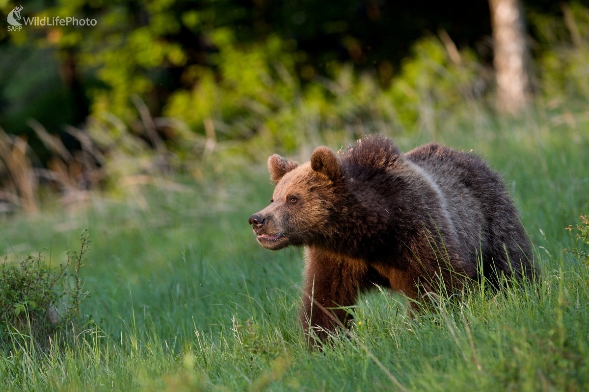 Tesne pred západom (František Hromada)