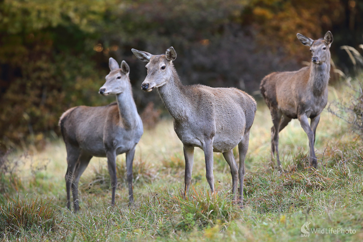 Jeleničky  (Marián Jamrich)