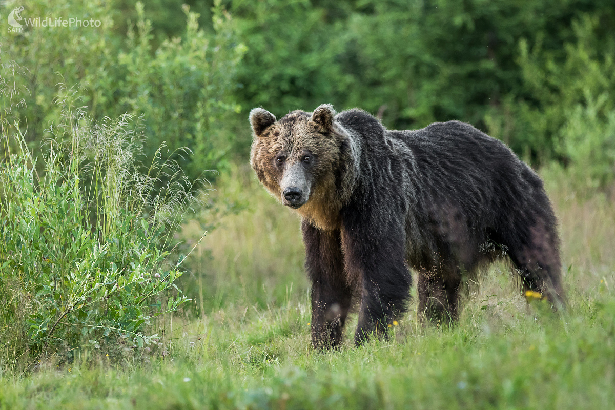 Starší pán (Ladislav Dzivjak)