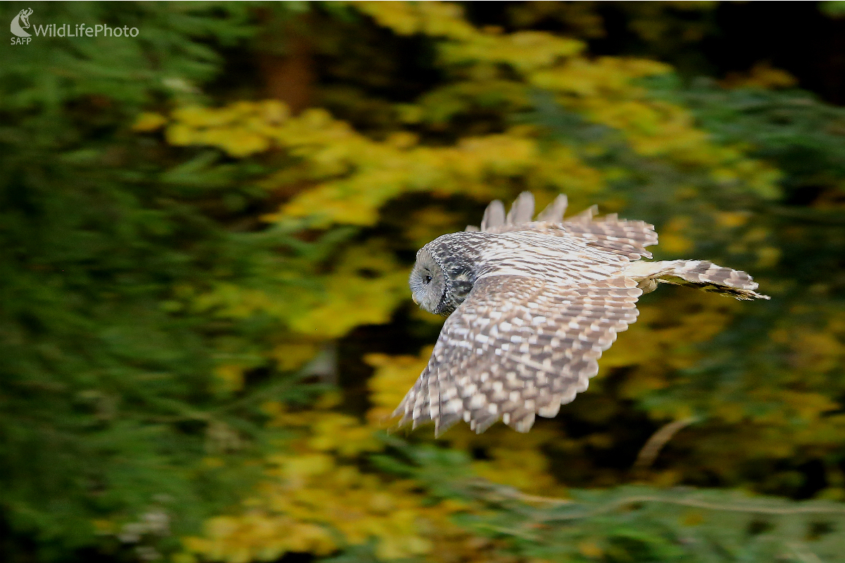 Sova dlhochvostá (Pavol Bukovan)