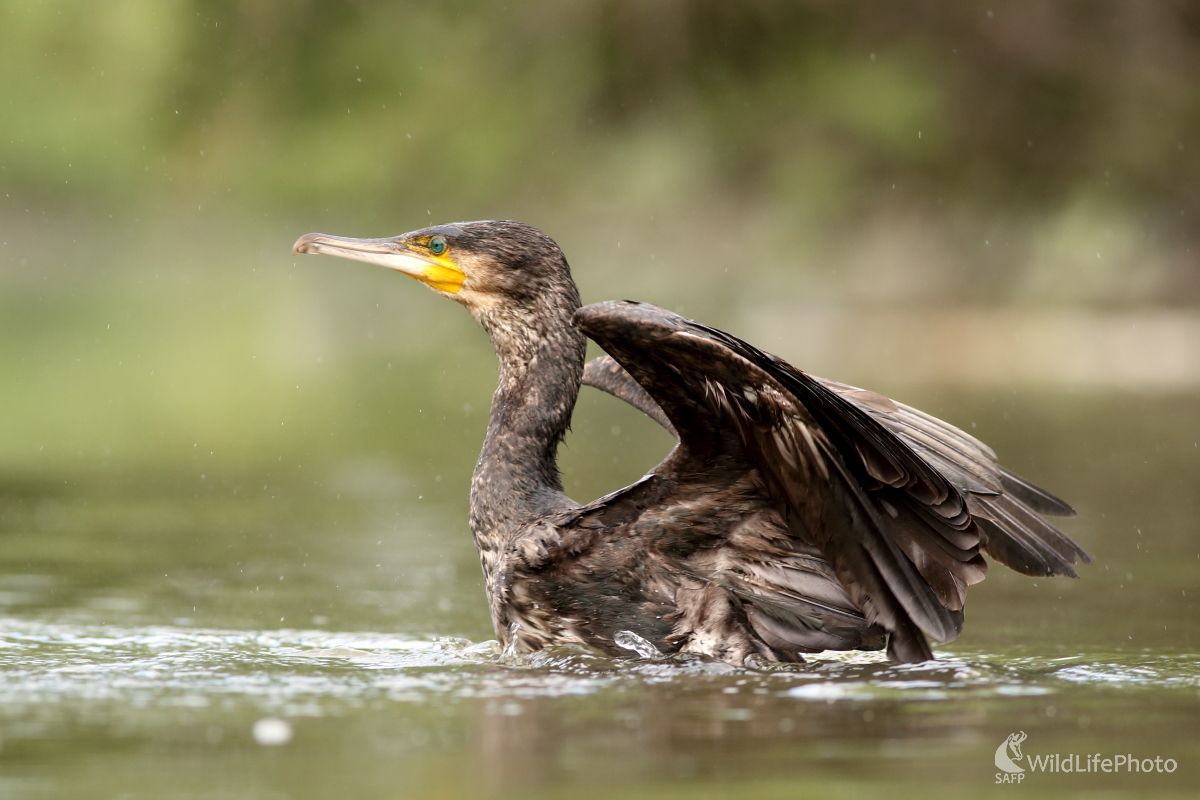 Už prileteli... (Jaroslav Šubjak)