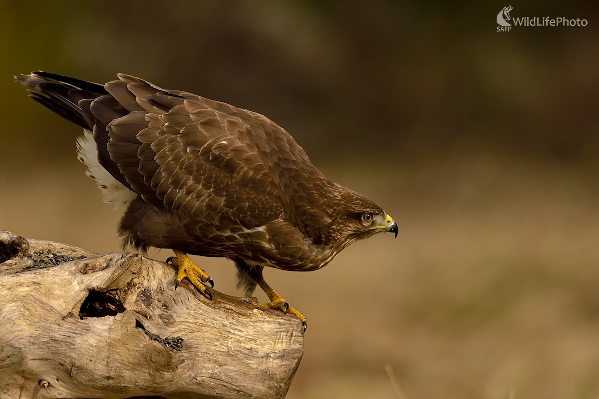 A..letím... (Vladimír Sabo)