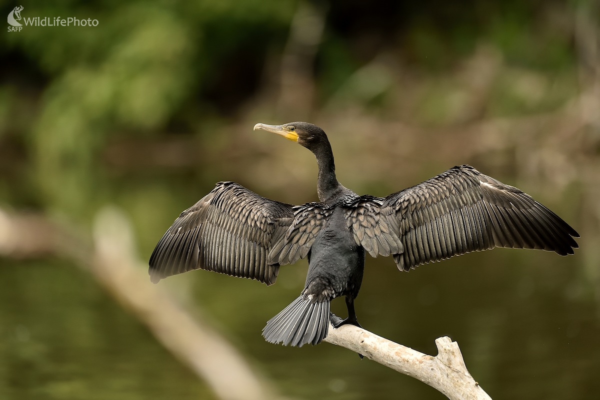 Presúšanie... (Vladimír Sabo)