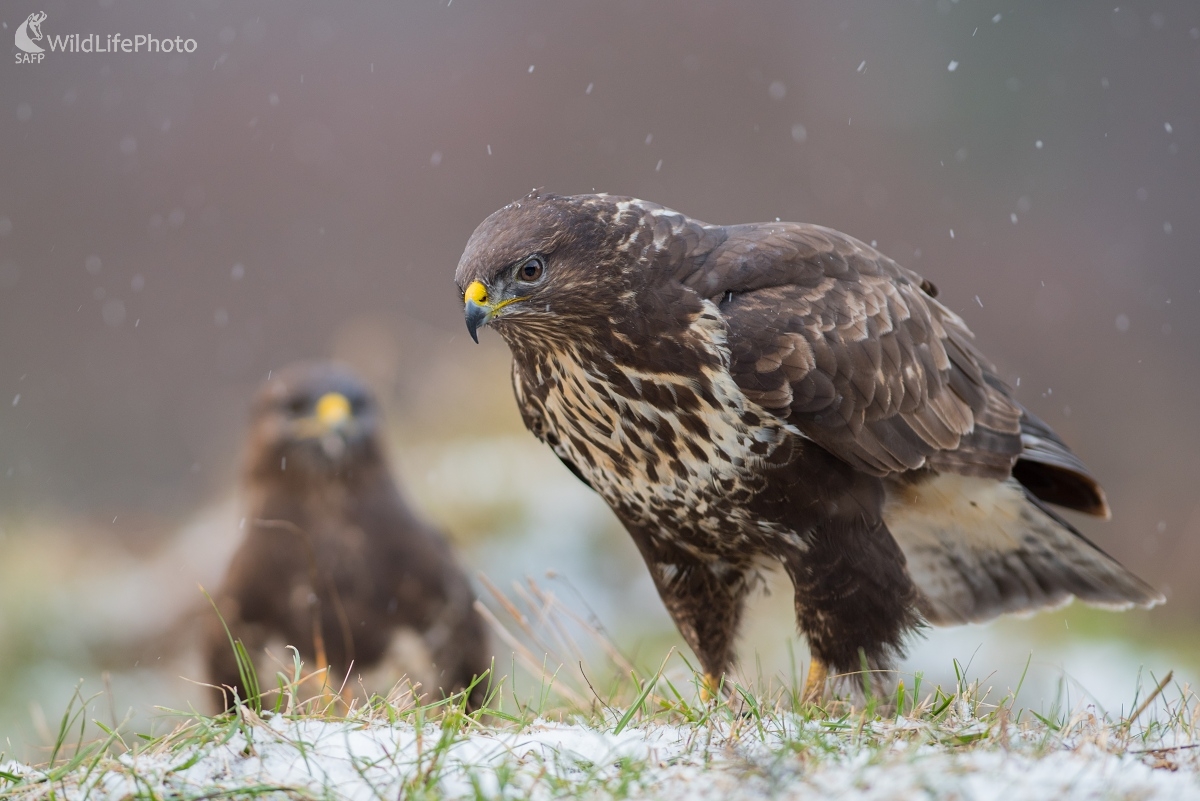 Parťáci (Ľubomír Ondráško)