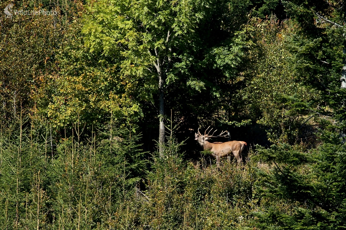 V ruji (Vladimír Vician)
