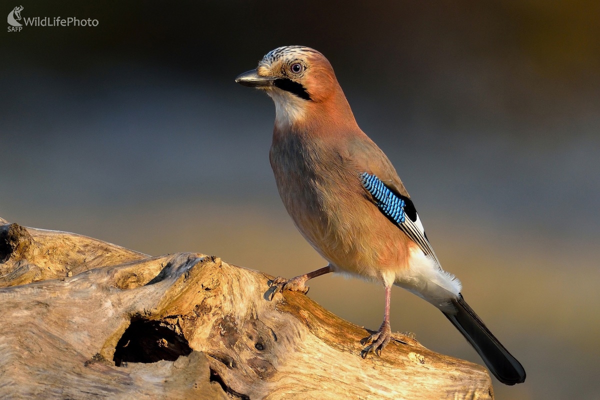 Sojka škriekavá (Vladimír Sabo)