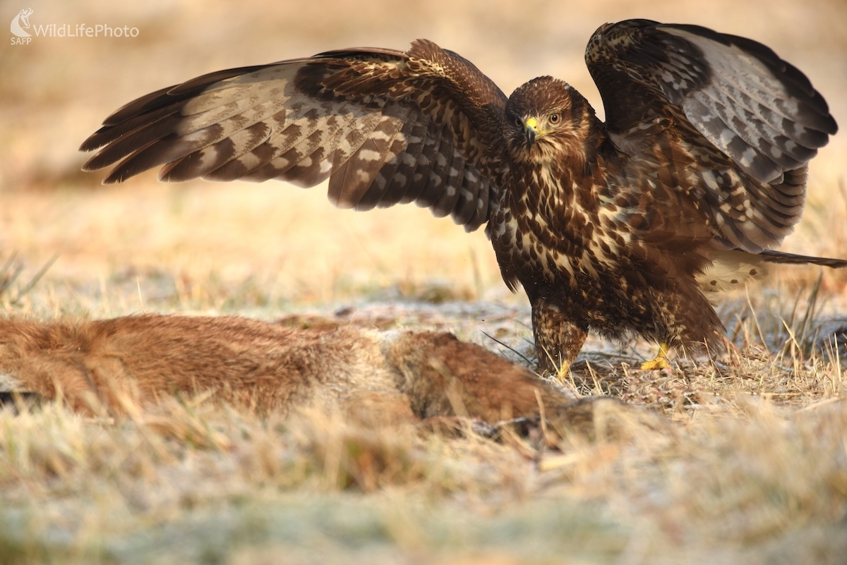 korisť... (Vladimír Sabo)