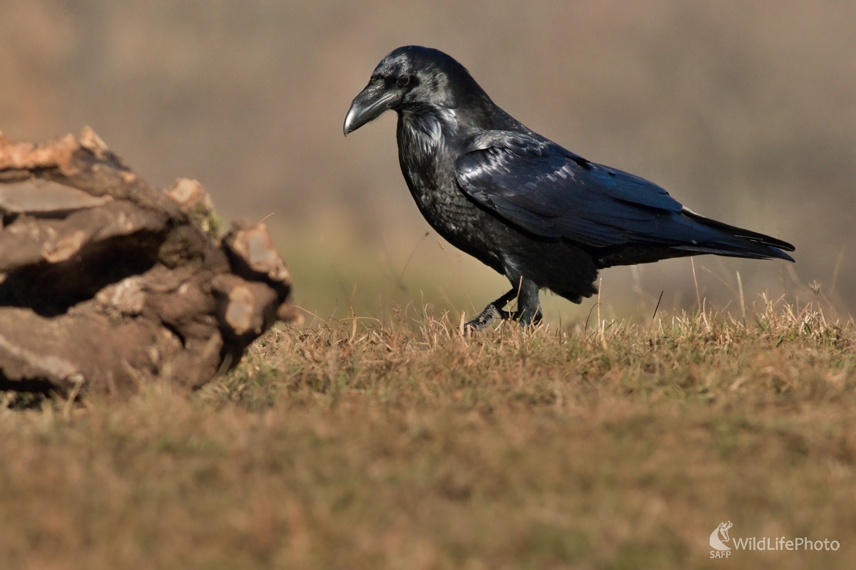 Kovový vták (Maroš Detko)