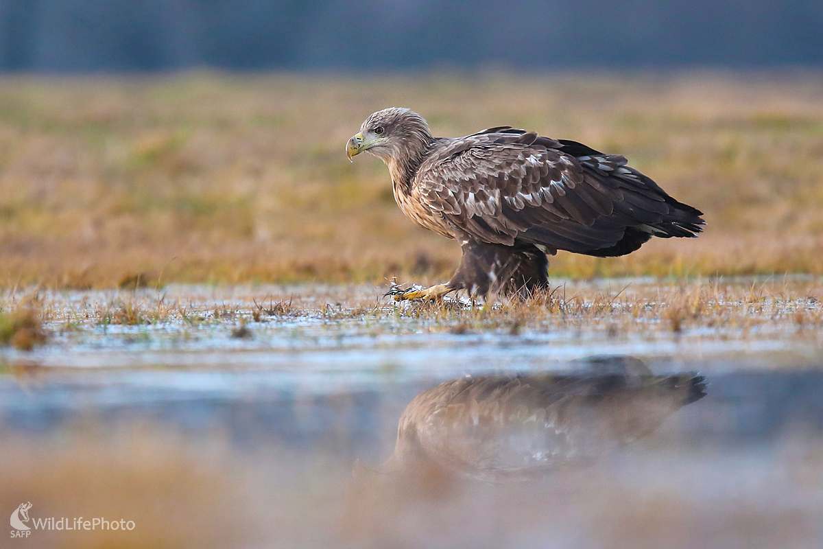 Orliak morský (Dominik Kalata)