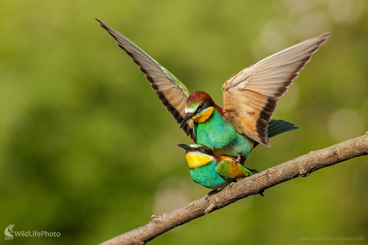 Chvíľa pre potomstvo  (Michal Lutonský)