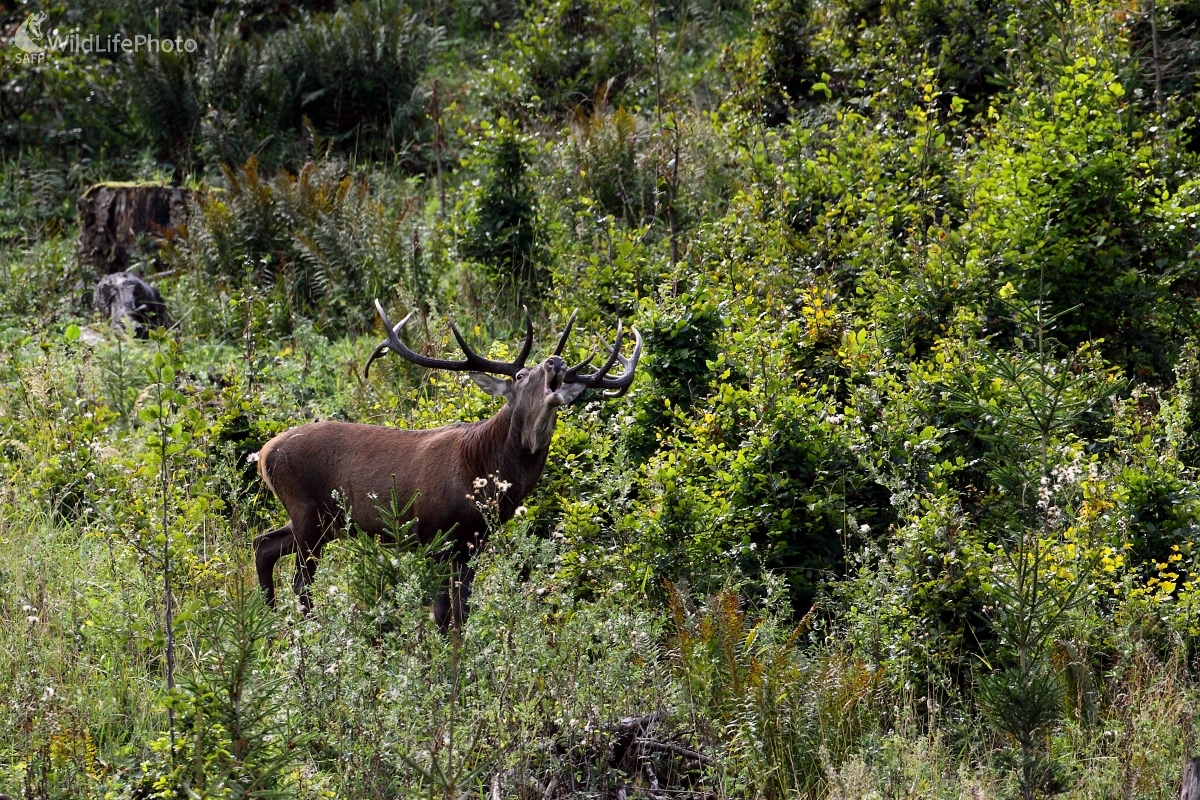 V ruji (Vladimír Vician)