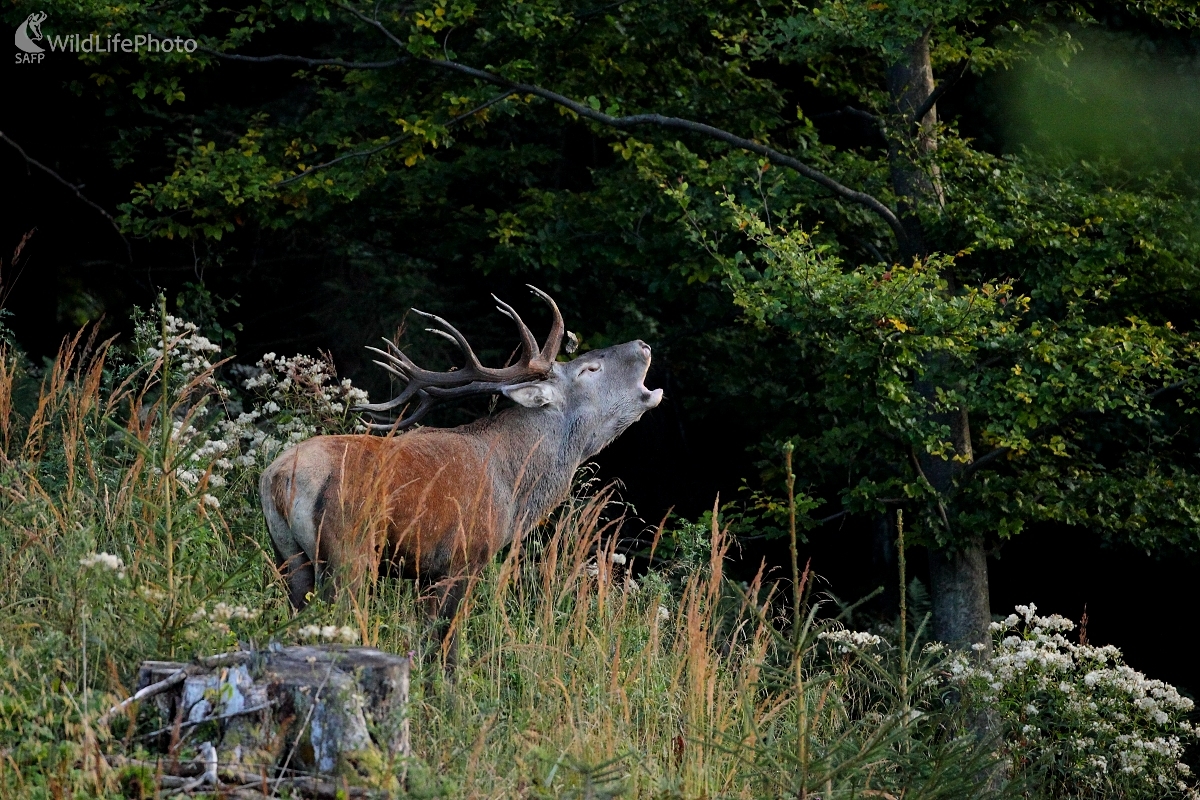 Večer (Vladimír Vician)