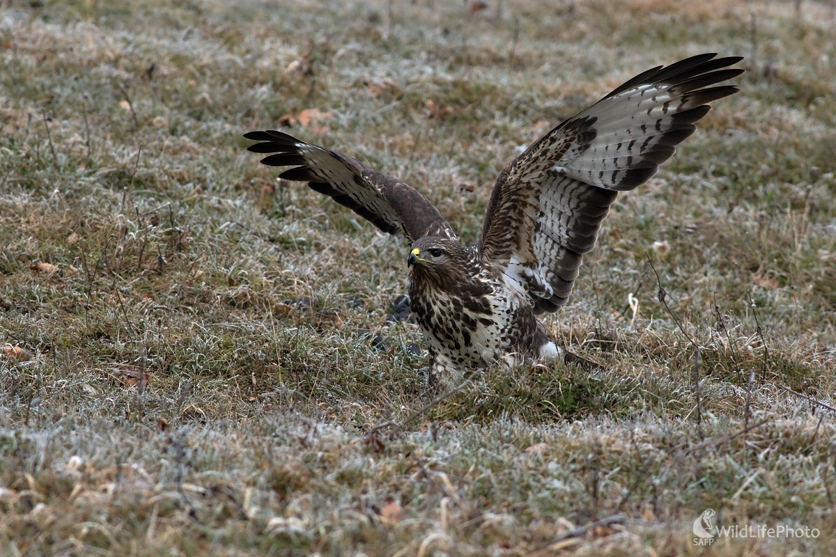 Vzlet (Maroš Detko)