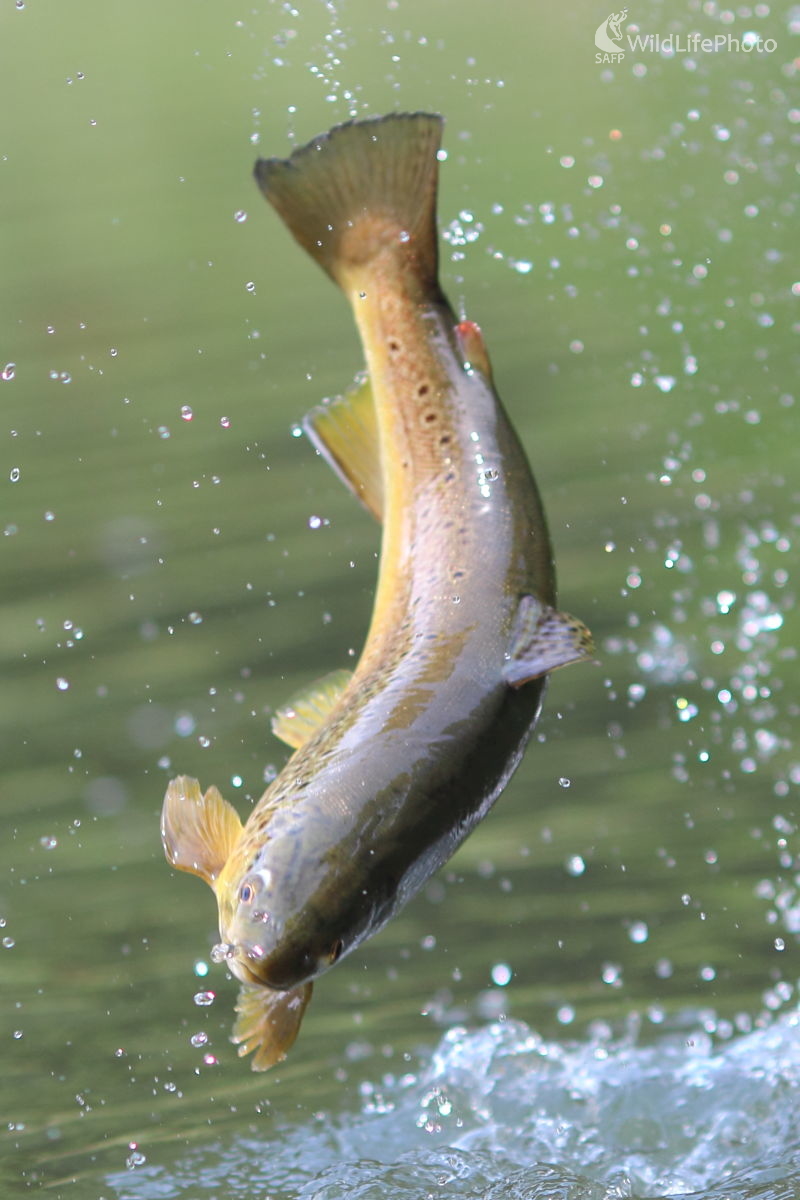 Pstruh (Jaroslav Šubjak)