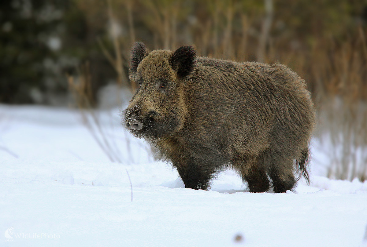 Diviak lesný (Dominik Kalata)